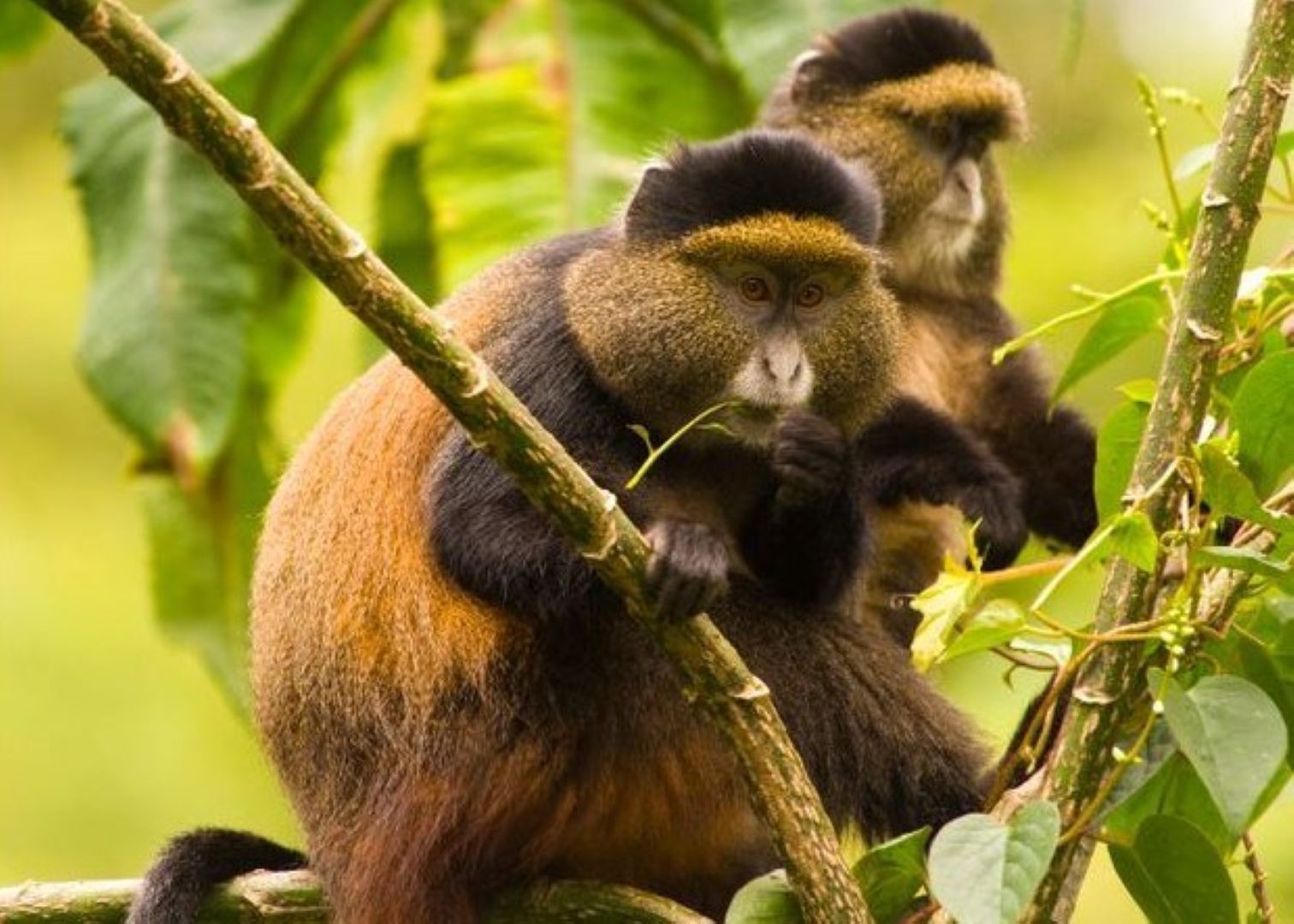    How to travel on 10 Days Budget Rwanda safari holiday trip
